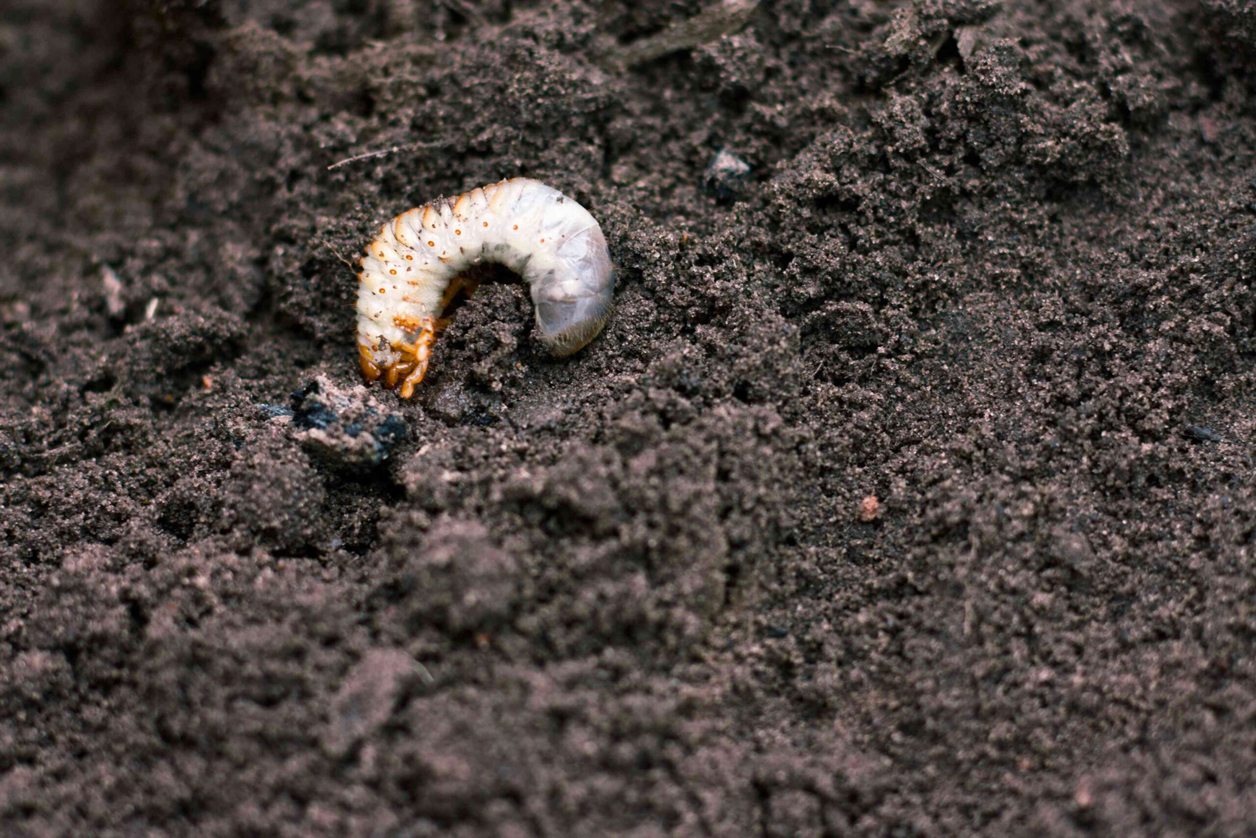 larva--vile-disgusting-maggot--image-of-grub-worms--beetle-larvae--nasty-insect--pest-root--sickening-animal--1089314518-f0a086da1db14a8597a26e863b5cccb2 chafer beetle larva